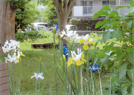 アイリスの気品、高原の夏　石楠花の開花に合わせるかのように、13号前の『日向の花壇』でオランダ産のアイリスが咲き始めました。高原の別荘地に来たかのような錯覚を道行く人々に与えています。寄付を受けて3年目、株数も倍増して今では小さいながらも見応えのある群落となりました。やや弱アルカリ性の土壌を好むため、ムスカリや水仙と同じ区画に配置してpH調整しています。気品にあふれた高貴な花姿と吹き降ろすビル風にも動ずることのない強靭な立ち姿が人目を引きますが、とりわけ年配のご婦人方に人気です（四季の会　5月11日撮影）。